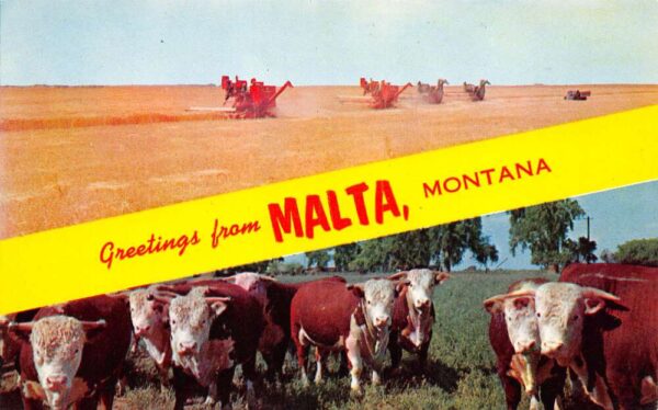 Malta Montana Greetings From Malta, Chrome, Vintage Postcard U20557