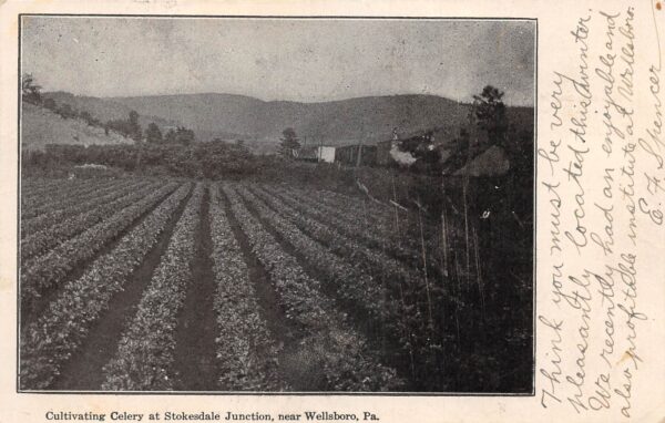Wellsboro Pennsylvania Cultivating Celery at Stokesdale Junction, PC U23393