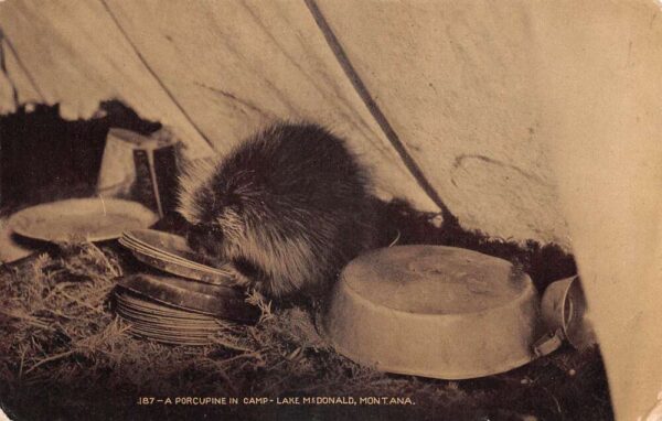 Lake McDonald Montana Porcupine in Camp Real Photo Vintage Postcard AA101756