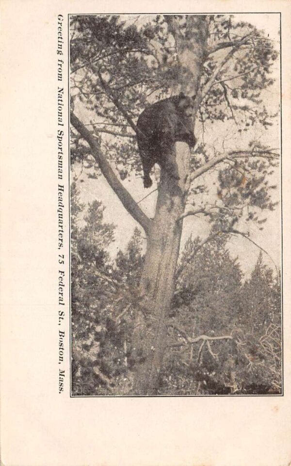 Boston Massachusetts National Sportsman HQ Bear in Tree Postcard AA101824