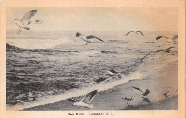 Sakonnet Rhode Island Sea Gulls on Beach Vintage Postcard AA102040