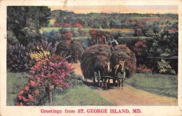 St George Island Maryland Greetings Horses Transporting Hay Postcard AA86507