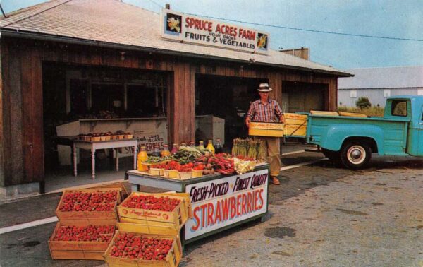 Calverton Long Island New York Spruce Acres Farm Vegetable Stand PC AA86620