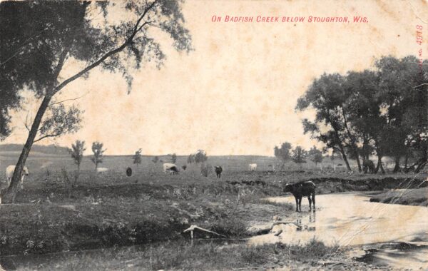 Stoughton Wisconsin On Badfish Creek, Grazing Cows, Vintage Postcard U24117