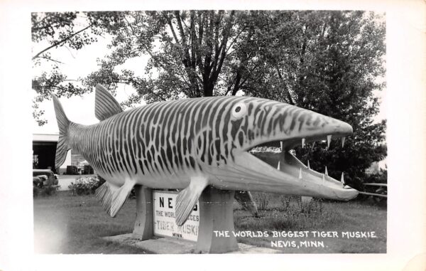 Nevis Minnesota World's Biggest Tiger Muskie, Real Photo, Vintage PC U24178