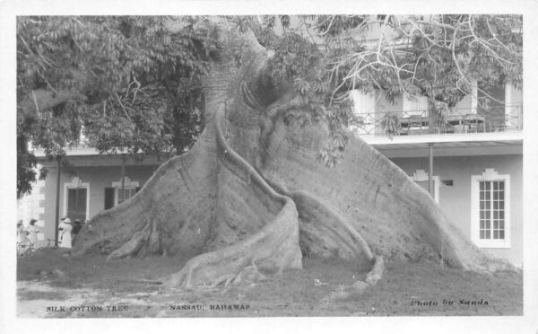 Nassau Bahamas Silk Cotton Tree Real Photo Vintage Postcard AA103475