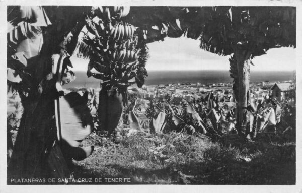 Santa Cruz de Tenerife Spain Plataneras Banana Trees Real Photo PC AA103695