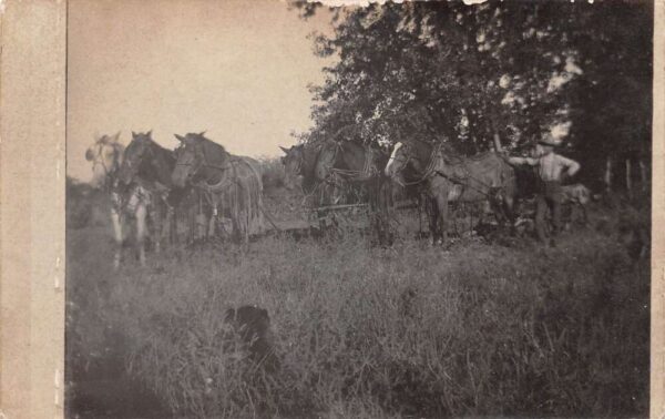 Baileyville Kansas Horse Team Farming Scene Real Photo Vintage Postcard AA85989