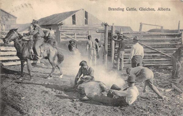 Gleichen Aberta Canada Branding Cattle Ranch Farming Vintage Postcard AA85992