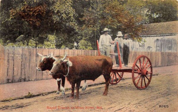 West River Maryland Rapid Transit Ox Cart Wagon Vintage Postcard AA86001