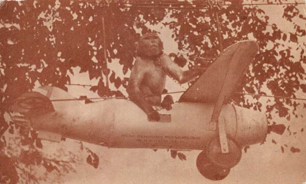 Hudson New Hampshire Benson Wild Animal Farm Airplane Monkey Postcard AA86061