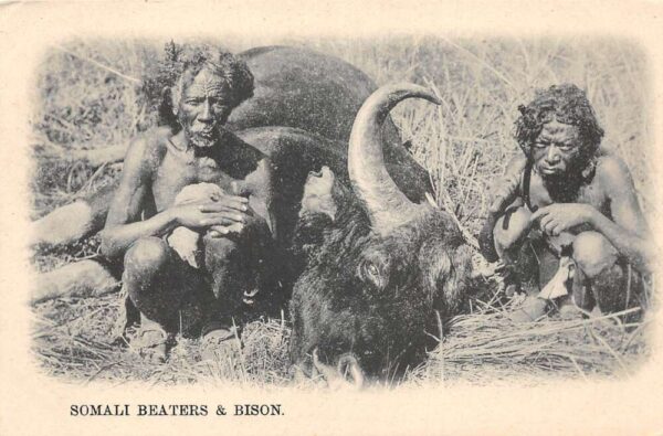 Somalia Africa Somali Beaters and Bison Hunting Vintage Postcard AA86072