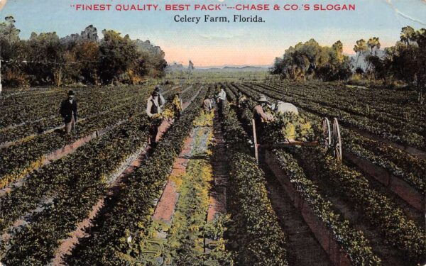 Jacksonville Florida Celery Farm Vintage Postcard AA86074