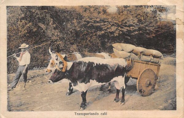 Costa Rica Ox Cart Transporting Coffee Vintage Postcard AA84527