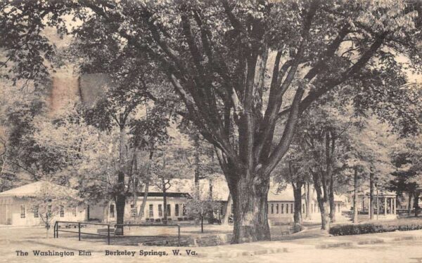 Berkeley Springs West Virginia The Washington Elm, Albertype Co., PC U18735