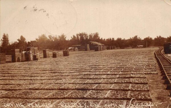 Reedley California Drying Peaches Real Photo Vintage Postcard AA84659