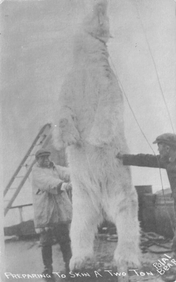 Hunting Scene Preparing to Skin a Two Ton Polar Bear Real Photo PC AA84662