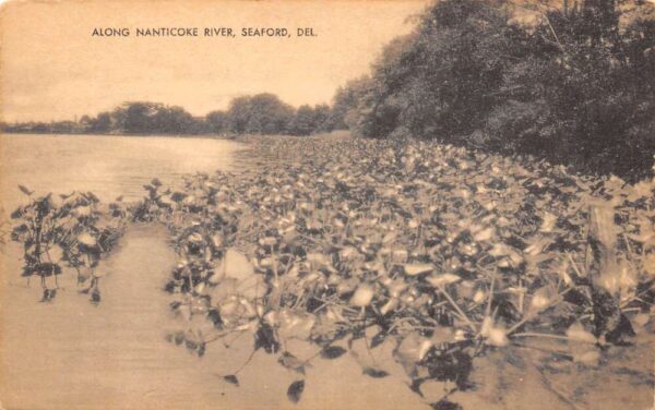 Seaford Delaware Along The Nanticoke River, B/W Lithograph, Vintage PC U18948