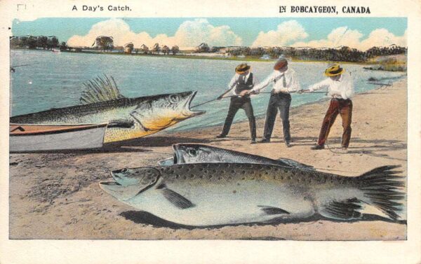 Bobcaygeon Canada Fishing Exaggeration Vintage Postcard AA84783