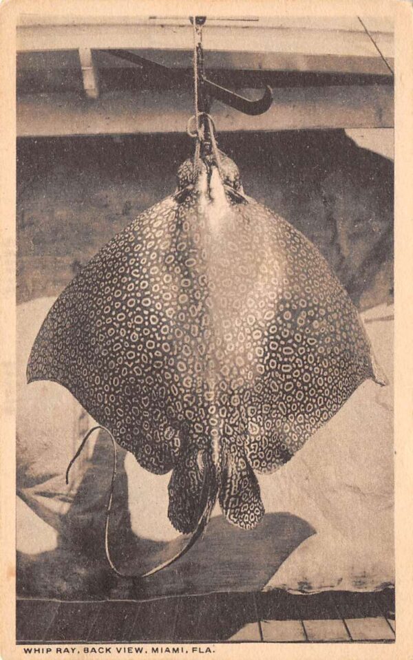 Miami Florida Whip Ray, Back View, B/W Lithograph Vintage Postcard U19148