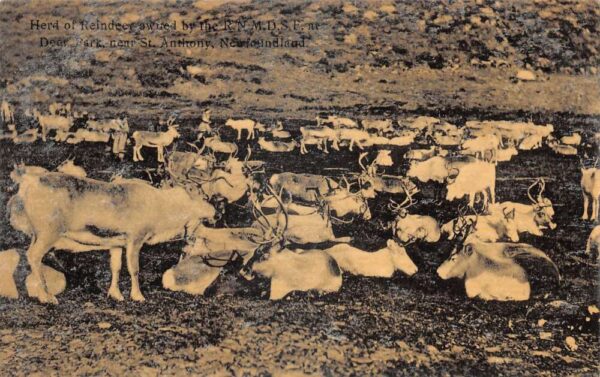 St Anthony Newfoundland Canada Herd of Reindeer Vintage Postcard AA84966