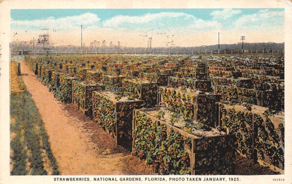 Ormond Beach Florida Strawberries, National Gardens, White Border, PC U19202