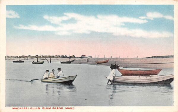 Plum Island Massachusetts Mackerel Gulls, White Border, Vintage Postcard U19232