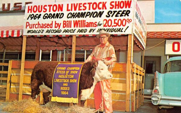 Houston Texas Livestock Show Champion Steer Cow Cattle Postcard AA104445