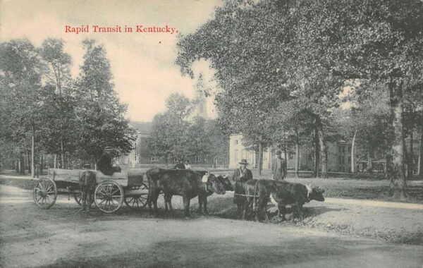 Kentucky Rapid Transit Bull Cart Wagon Cattle Vintage Postcard AA104558