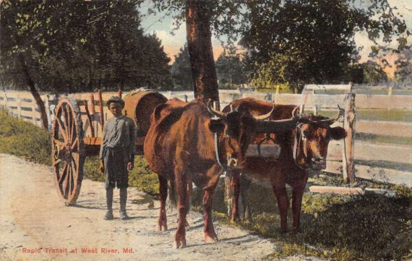 West River Maryland Rapid Transit Cattle Wagon Vintage Postcard AA104909