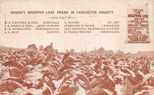 Philadelphia Pennsylvania Baugh's Wrapper Leaf Tobacco Farm Postcard AA105140