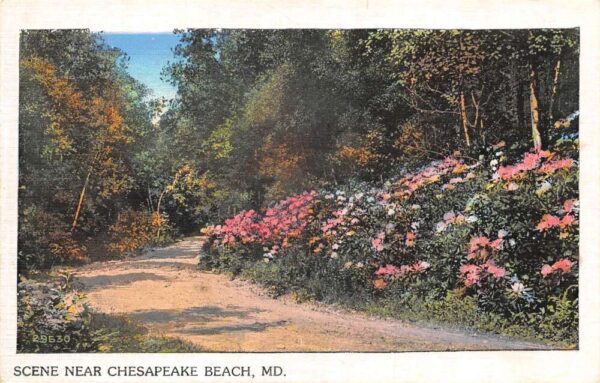 Chesapeake Beach Maryland Flowers by Road Scenic View Vintage Postcard AA105168