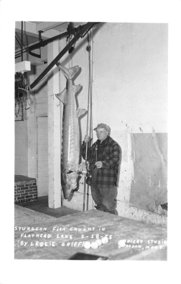 Flathead Lake Montana Sturgeon Fish Caught Fishing Real Photo Postcard AA105310