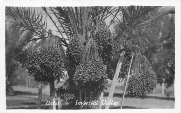 Imperial Valley California Date Palm Real Photo Vintage Postcard AA105406