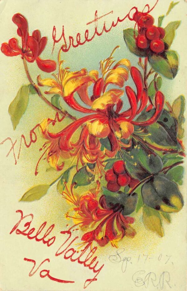 Bells Valley Virginia Greetings Flowers Vintage Postcard AA105778