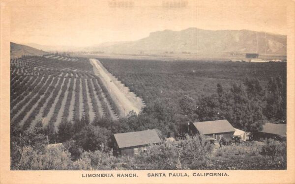Santa Paula California Limoneria Ranch Birds Eye View Vintage Postcard AA105808