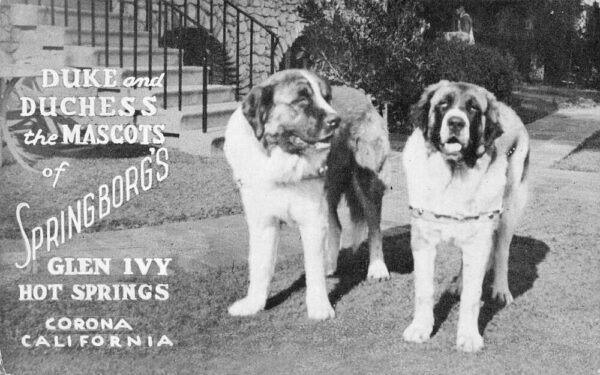 Corona California Glen Ivy Hot Springs Springborgs Dog Mascots PC AA105818