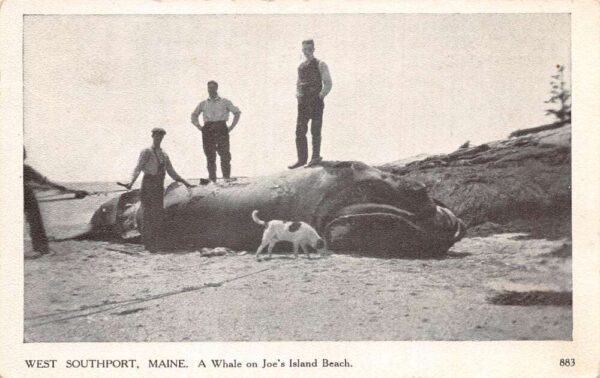 West Southport Maine Beached Whale on Joe's Island Beach Postcard AA106039