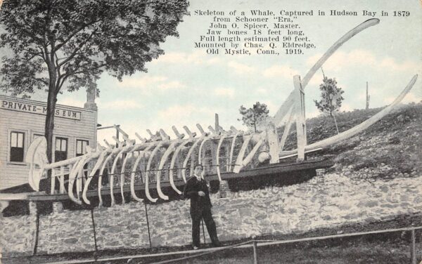 Old Mystic Connecticut Whale Skeleton, Hudson Bay, Sky Tinted, Postcard U17088