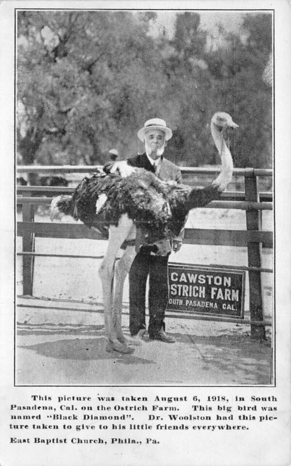 South Pasadena California Cawston Ostrich Farm Dr Woolston Postcard AA81212