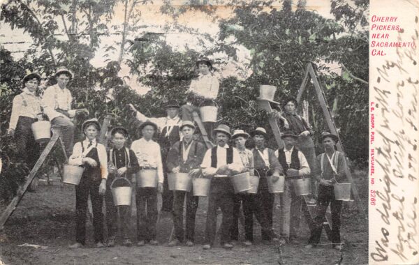 Sacramento California Cherry Pickers, Undivided Back, Vintage Postcard U17443