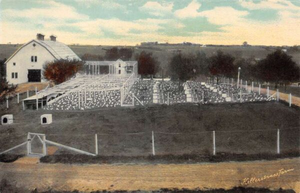 Kansas City Missouri Kellerstrass Farm Chickens Vintage Postcard AA81634