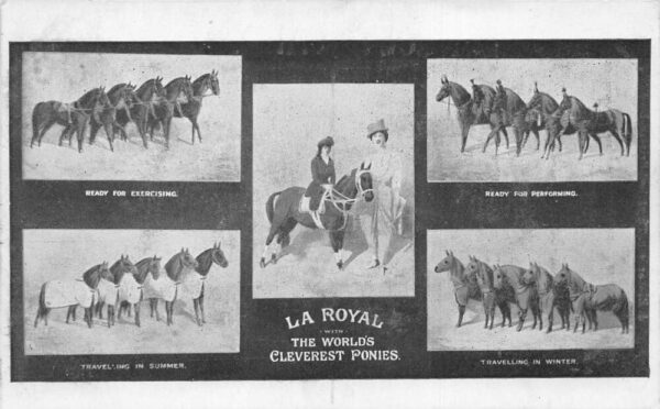 La Royal Cleverest Ponies Circus Horses Vintage Postcard AA85341