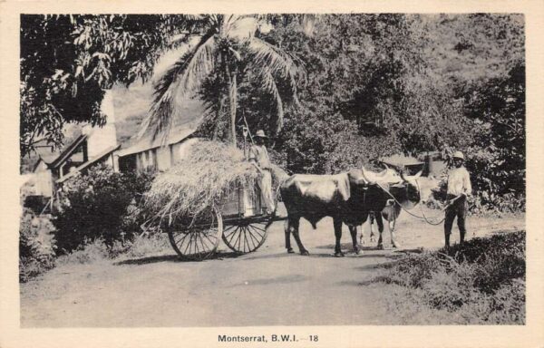 Montserrat BWI Oxen Cart Vintage Postcard AA85398