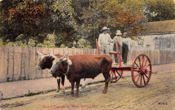 West River Montana Rapid Transit Ox Cart Vintage Postcard AA85413