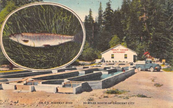 Gasquet California Trout Haven Fish Hatchery Vintage Postcard AA85458