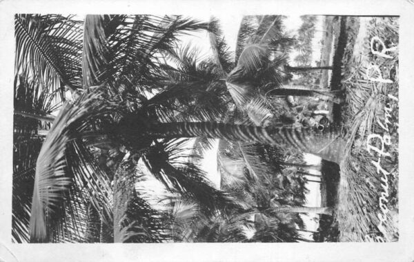 Puerto Rico Coconut Palm Scenic View Real Photo Vintage Postcard AA85459