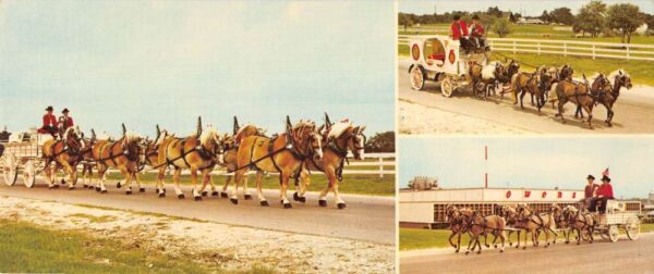 Richardson Texas Spring Creek Farm Horse Team Extra Wide Postcard AA85549