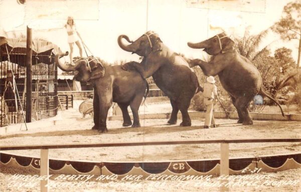 Fort Lauderdale Florida Harriet and Her Elephants Real Photo PC AA106442