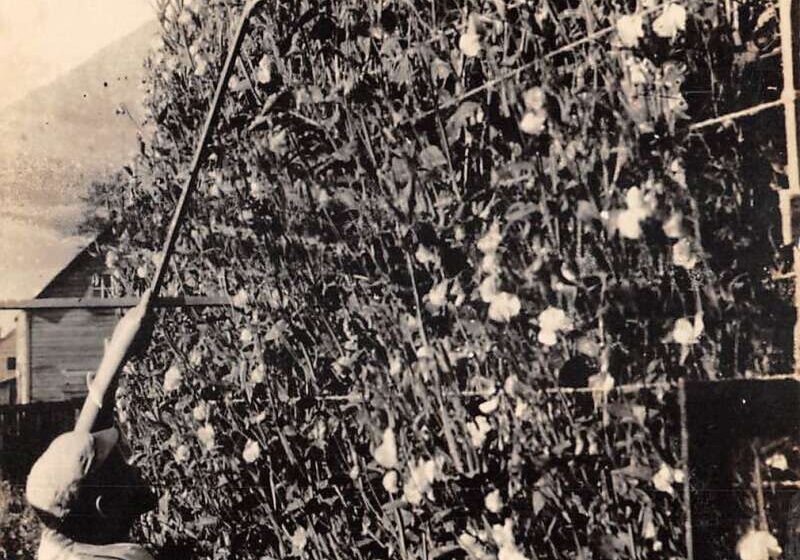 PFU ScanSnap Manager #iX500